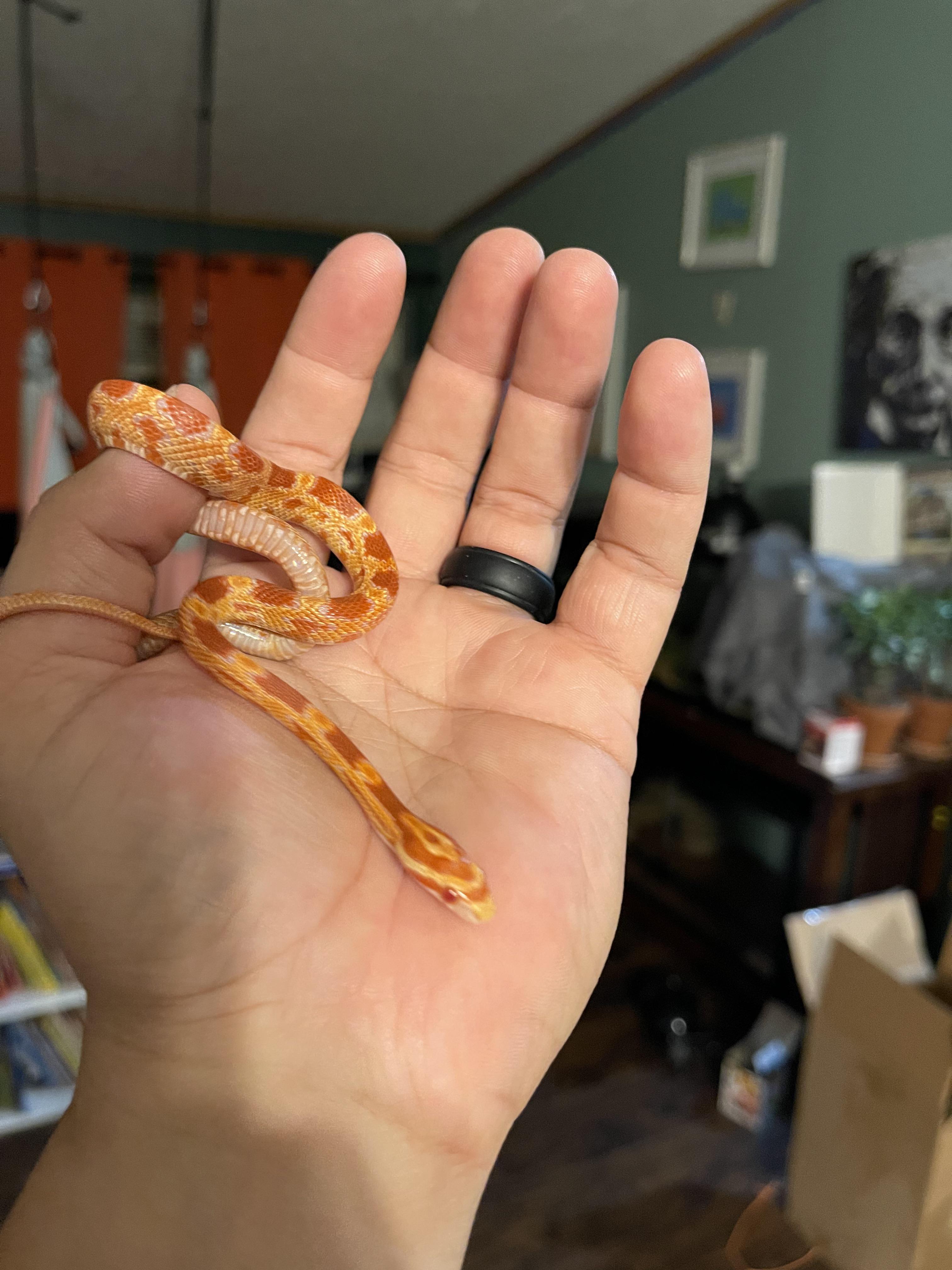 Best 5 Cheeses for the Carnivore Diet in 2025: Satisfy Your Cravings