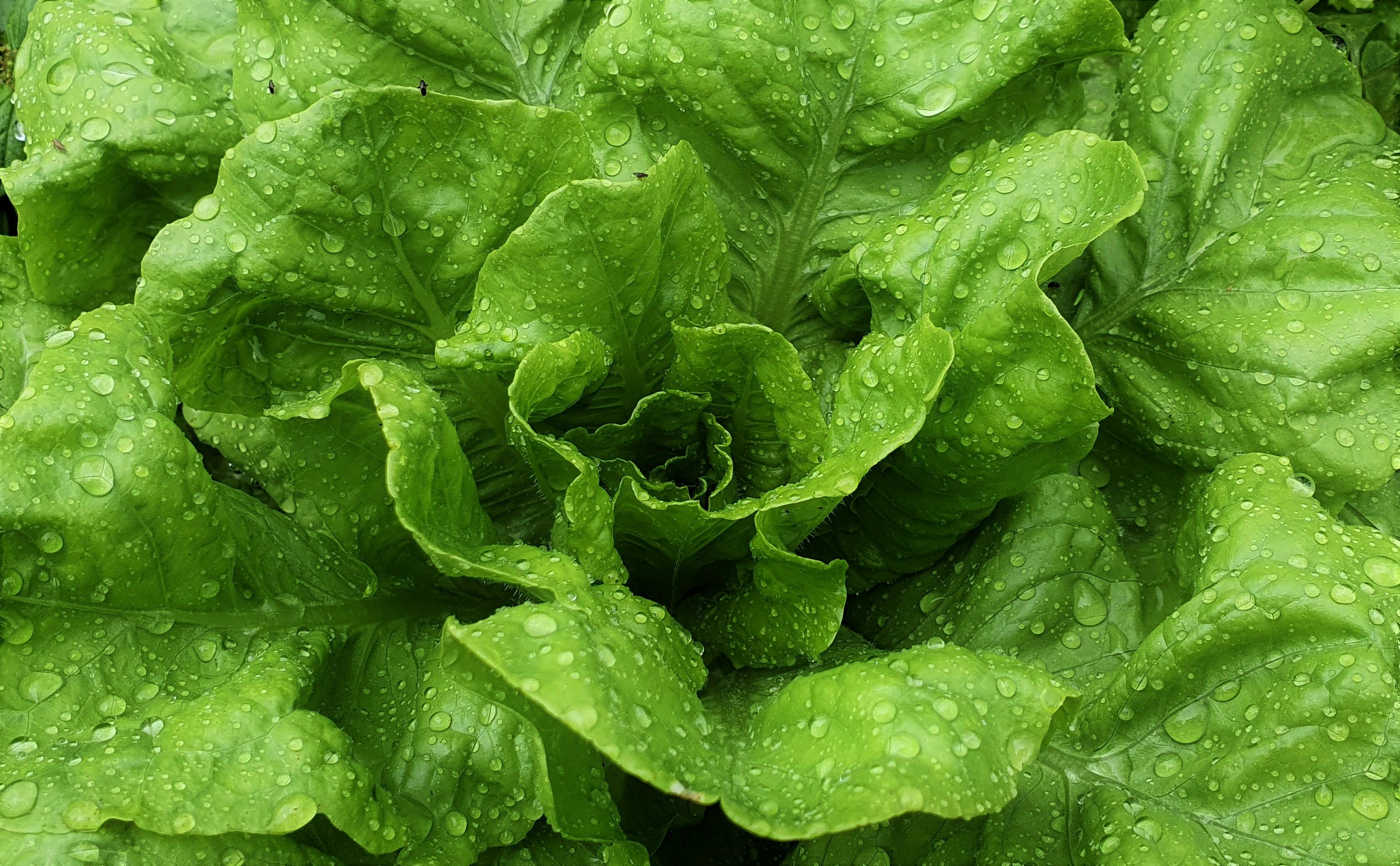 Effective Ways to Optimize Your Zigzag Diet in 2025