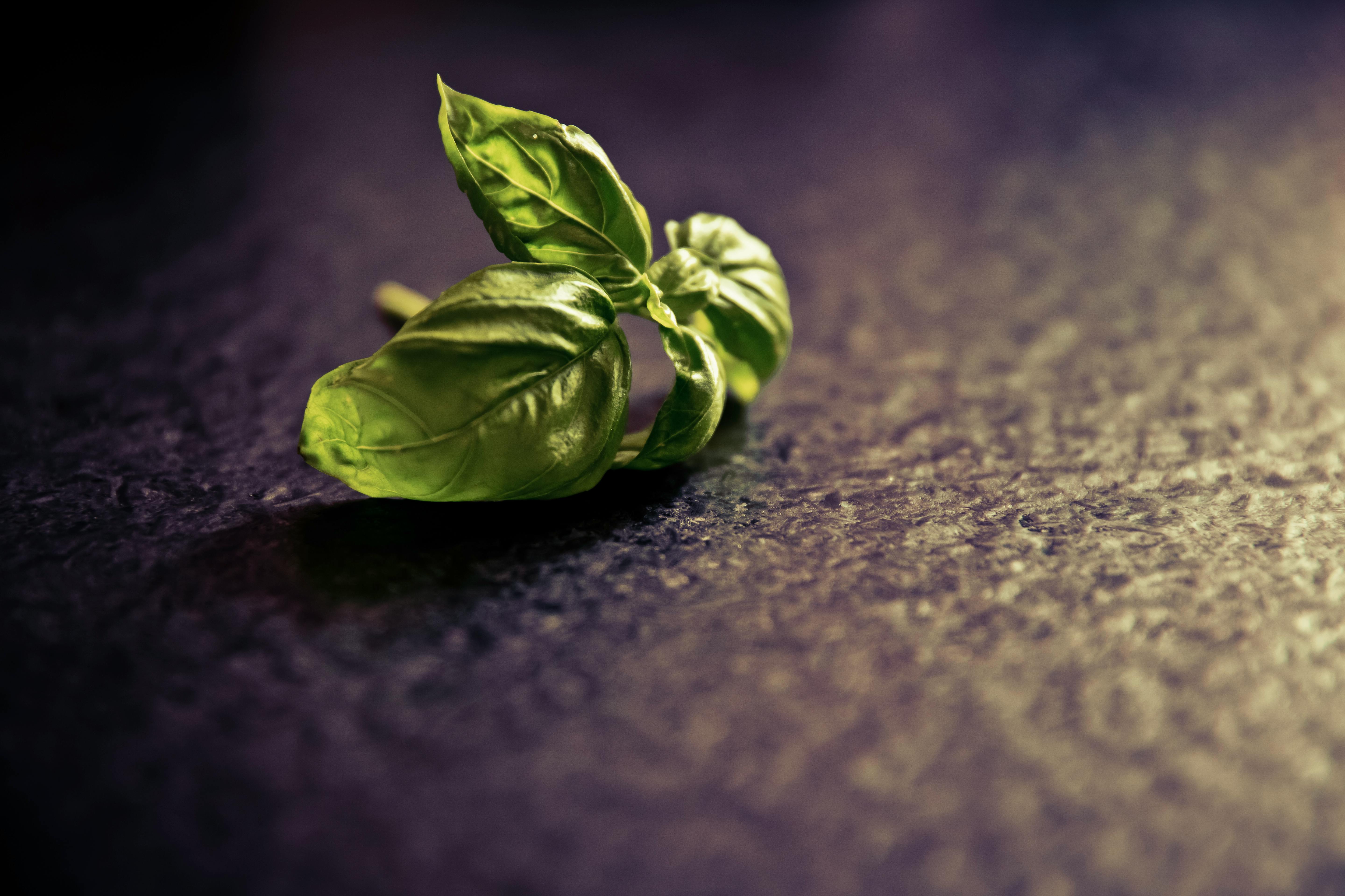 Top 5 Options for Science Diet Dog Food for Sensitive Stomach