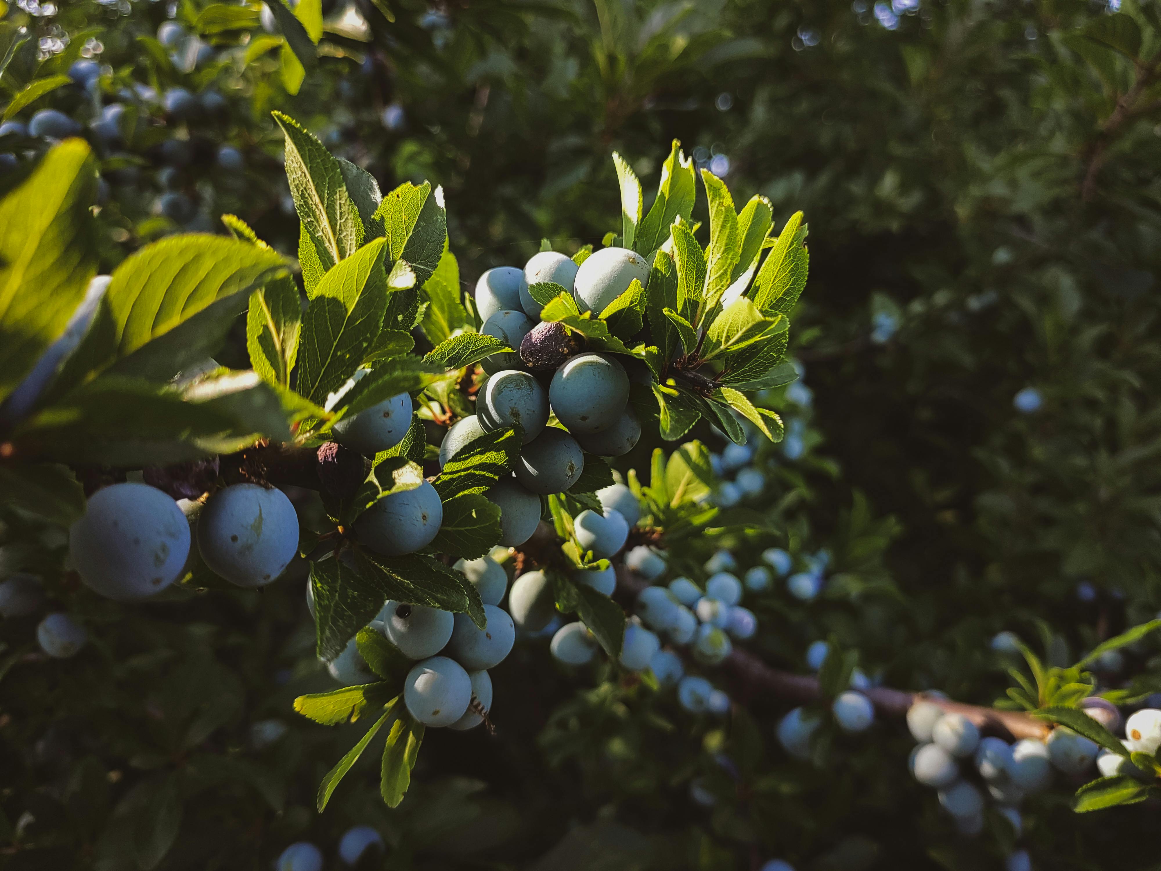 Top 5 Practical Ways to Follow the Ozempic Diet in 2025