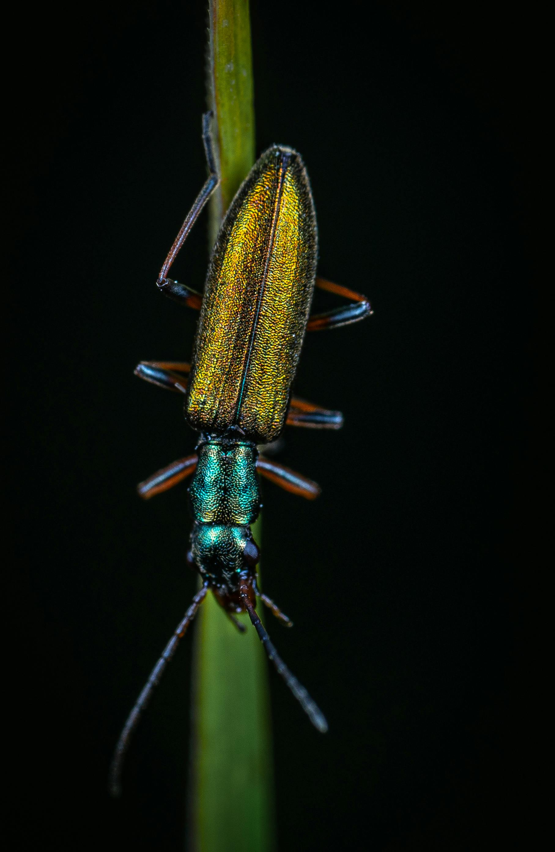 Effective Ways to Improve Your Diet for Squirtplecos in 2025