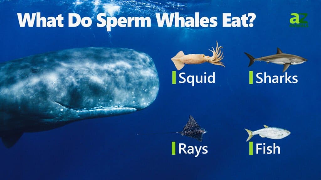 Essential Guide to Sperm Whale Diet: Discover Their Feeding Habits in 2025