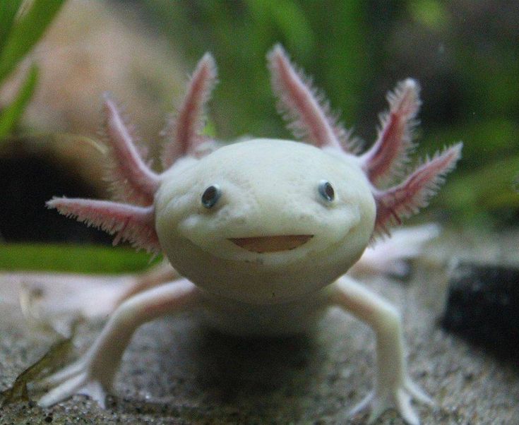 What is an axolotl's diet?