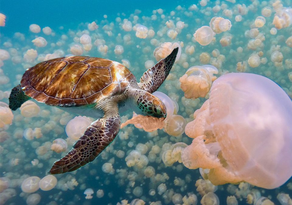 Leatherback Sea Turtle Eating Habits