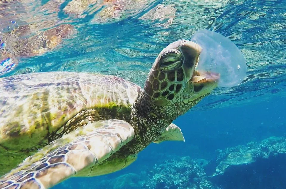 Leatherback Sea Turtle Food Source