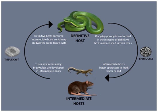 Smart Ways to Optimize Your Snake Diet Water for Better Health in 2025