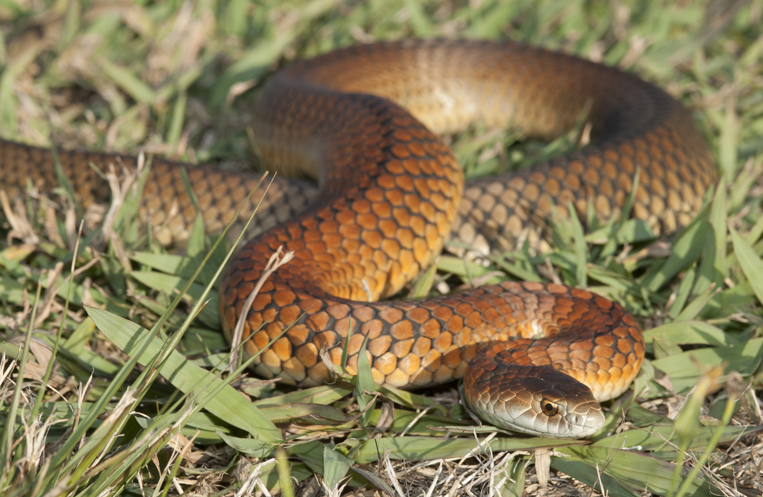 Preparing Snake Diet Water